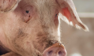 Principales Usos de Altrenogest en Cerdas